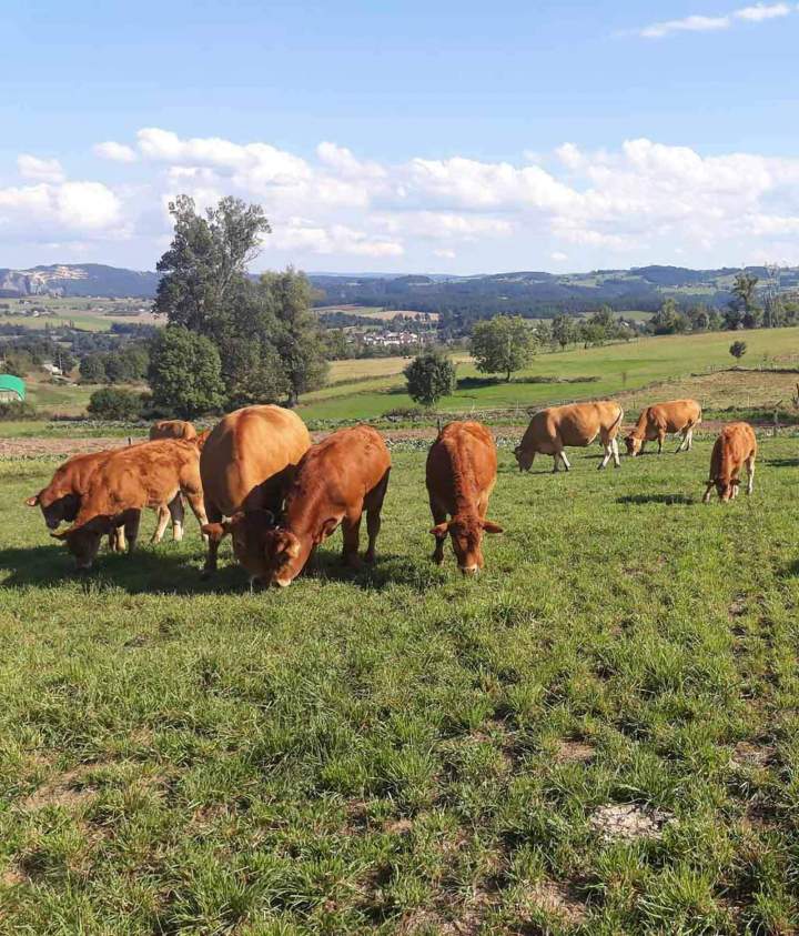 Élevage vaches en prairie Beauzac
