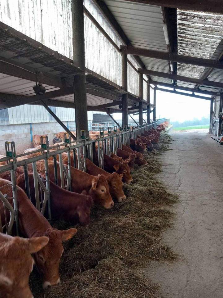 Élevage bovin Beauzac