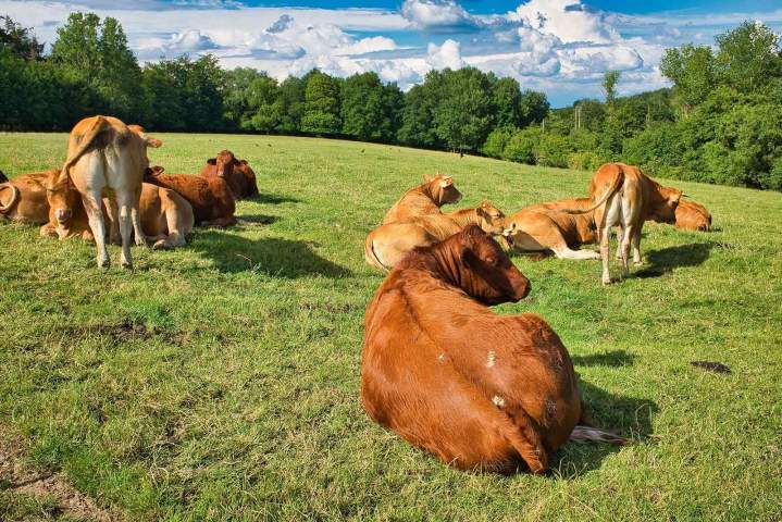 Élevage de bovins reproducteurs Beauzac