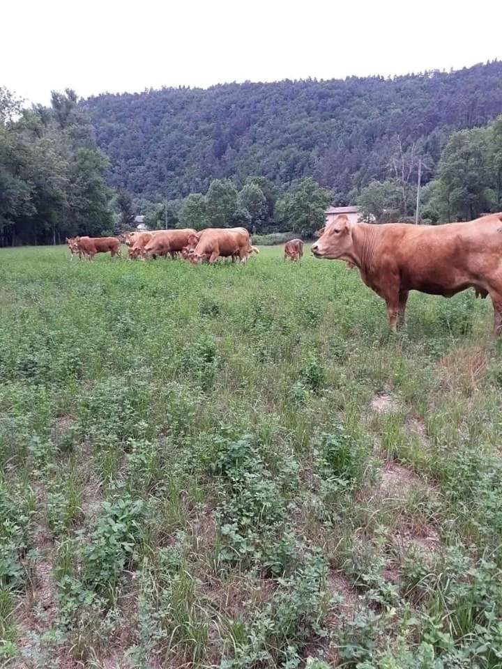 Élevage bovin en prairie Beauzac
