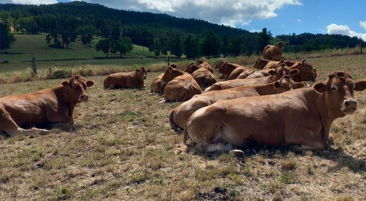 Élevage familial vache Beauzac
