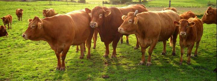 Ferme élevage bovin Beauzac