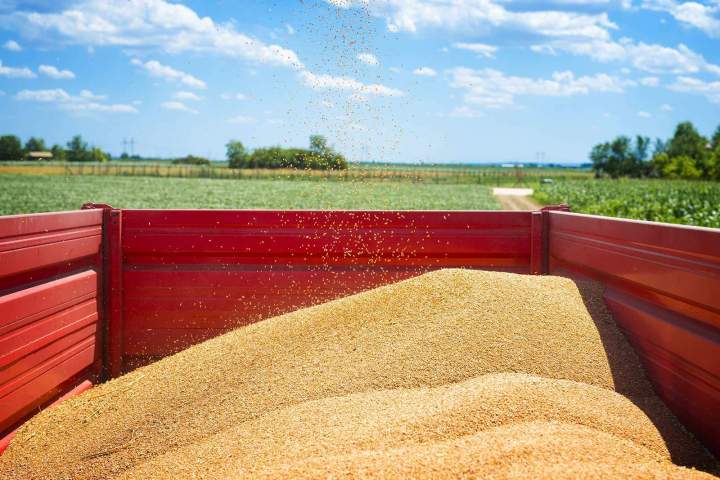 Vente céréales pour volailles Beauzac
