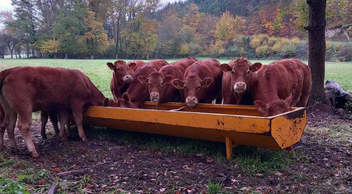 Ferme familiale élevage bovin Beauzac