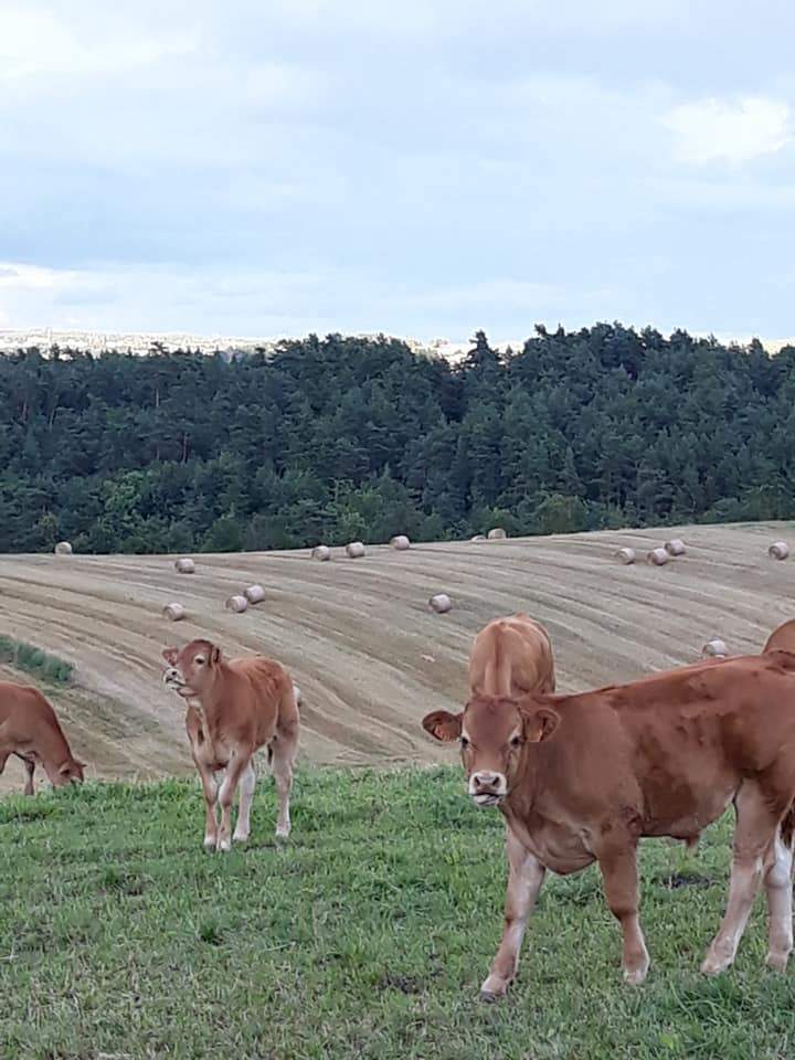 Élevage bovin et production de céréale Beauzac