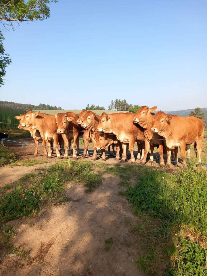Élevage bovin de race Limousine Beauzac